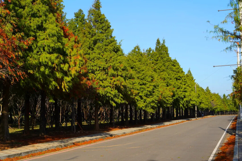 后里落羽松大道,延綿約1公里私房秘境落羽松大道,兩側落羽松免費參觀