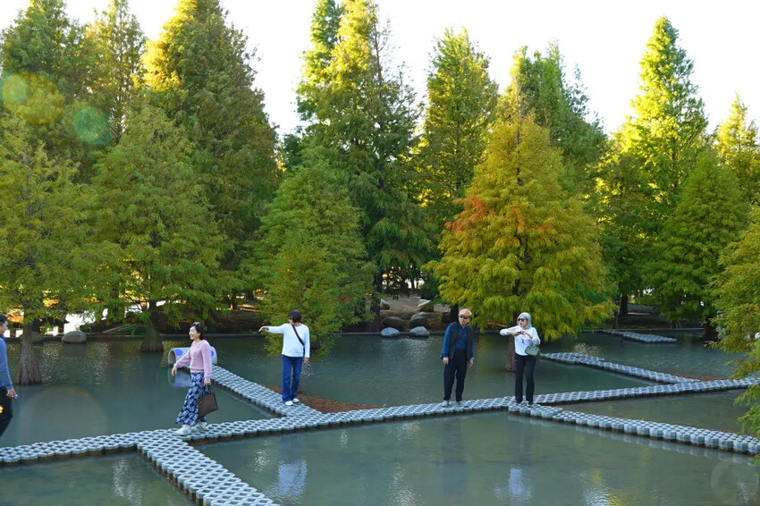 泰安落羽松，羽粼落羽松，又到了落羽松季節囉!