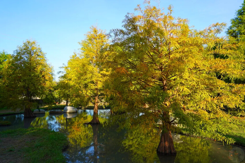 泰安落羽松，羽粼落羽松，又到了落羽松季節囉!