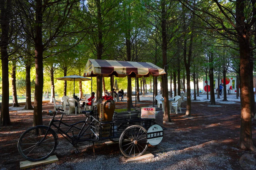 泰安落羽松，羽粼落羽松，又到了落羽松季節囉!