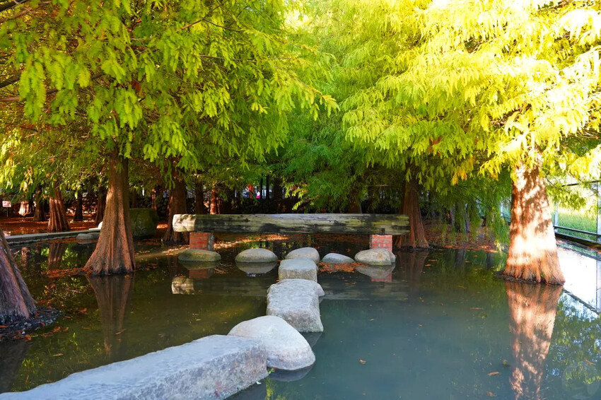 泰安落羽松，羽粼落羽松，又到了落羽松季節囉!