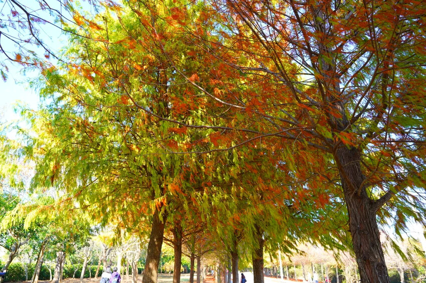 后里落羽松大道,延綿約1公里私房秘境落羽松大道,兩側落羽松免費參觀