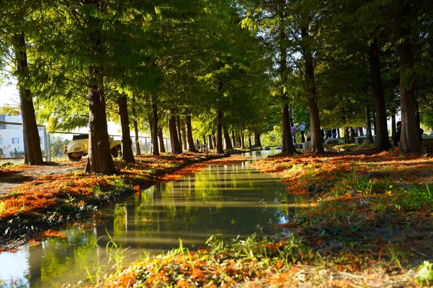 泰安落羽松，羽粼落羽松，又到了落羽松季節囉!