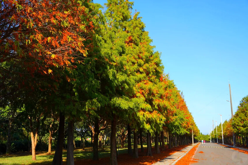 后里落羽松大道,延綿約1公里私房秘境落羽松大道,兩側落羽松免費參觀