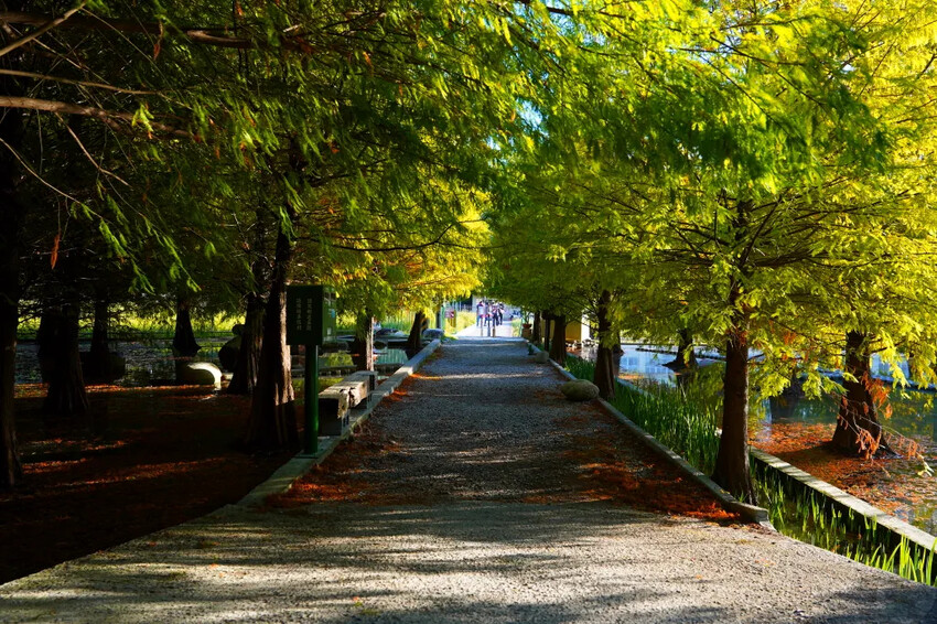 泰安落羽松，羽粼落羽松，又到了落羽松季節囉!