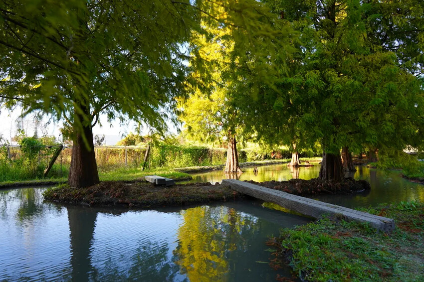 泰安落羽松，羽粼落羽松，又到了落羽松季節囉!