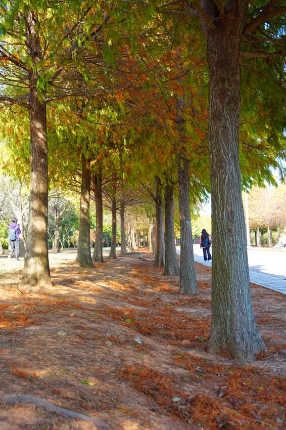 后里落羽松大道,延綿約1公里私房秘境落羽松大道,兩側落羽松免費參觀