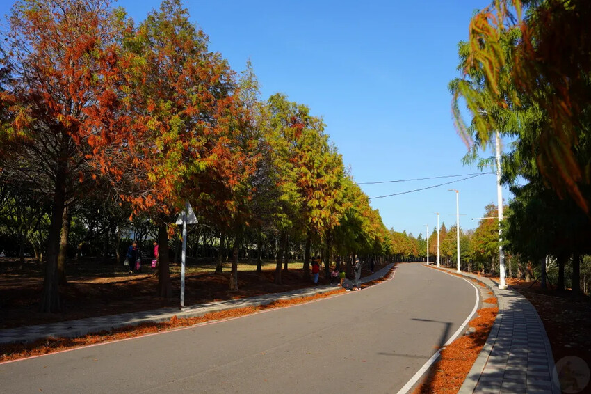 后里落羽松大道,延綿約1公里私房秘境落羽松大道,兩側落羽松免費參觀