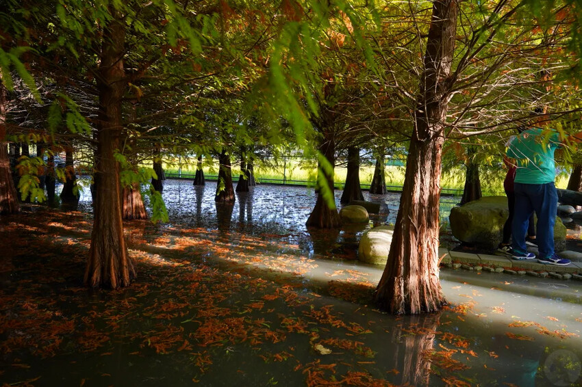 泰安落羽松，羽粼落羽松，又到了落羽松季節囉!