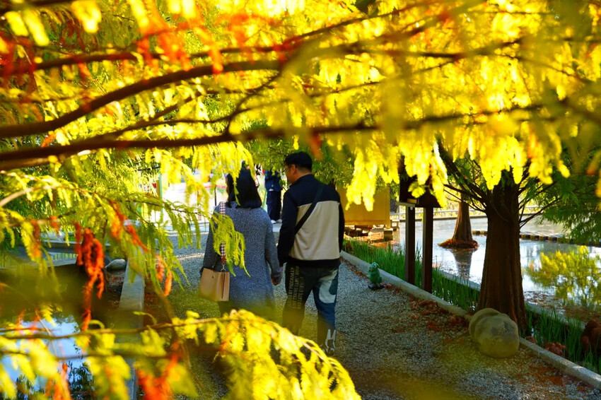 泰安落羽松，羽粼落羽松，又到了落羽松季節囉!