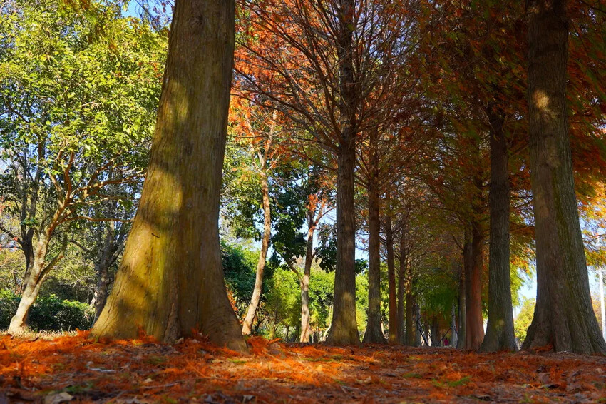 后里落羽松大道,延綿約1公里私房秘境落羽松大道,兩側落羽松免費參觀