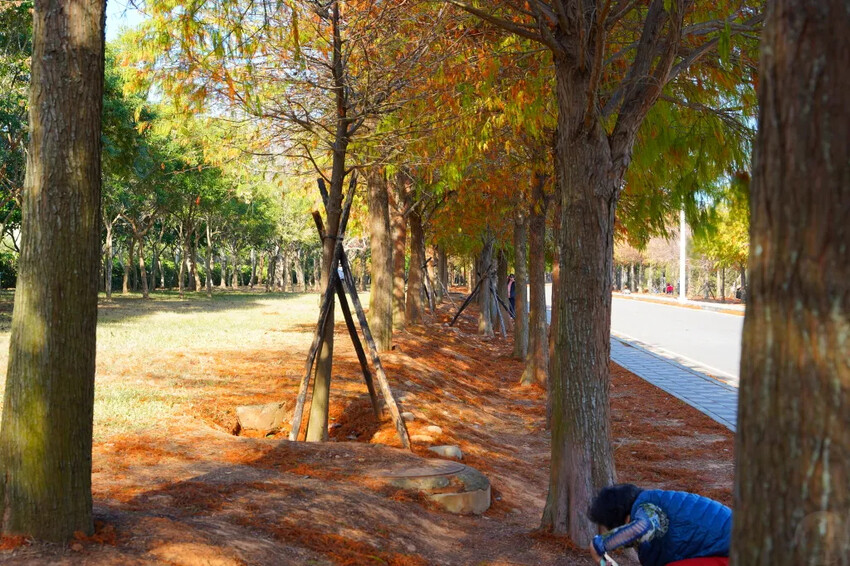 后里落羽松大道,延綿約1公里私房秘境落羽松大道,兩側落羽松免費參觀