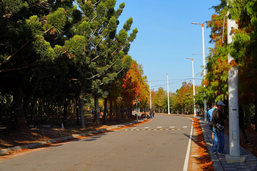 后里落羽松大道,延綿約1公里私房秘境落羽松大道,兩側落羽松免費參觀