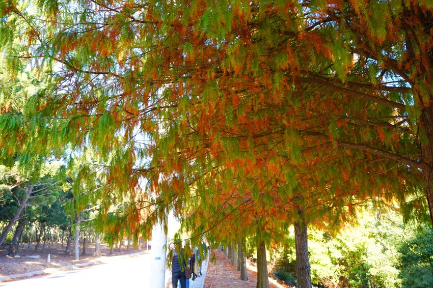 后里落羽松大道,延綿約1公里私房秘境落羽松大道,兩側落羽松免費參觀