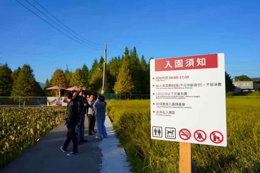 泰安落羽松，羽粼落羽松，又到了落羽松季節囉!