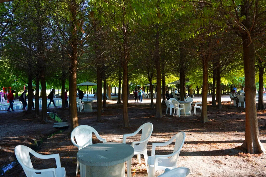 泰安落羽松，羽粼落羽松，又到了落羽松季節囉!