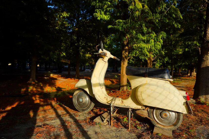 泰安落羽松，羽粼落羽松，又到了落羽松季節囉!