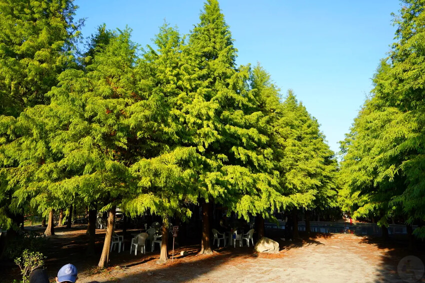泰安落羽松，羽粼落羽松，又到了落羽松季節囉!