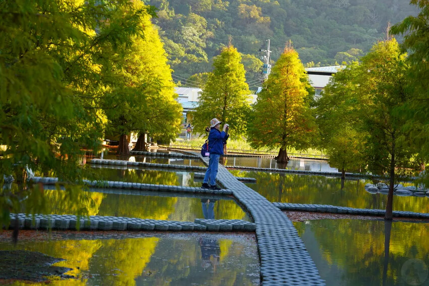 泰安落羽松，羽粼落羽松，又到了落羽松季節囉!