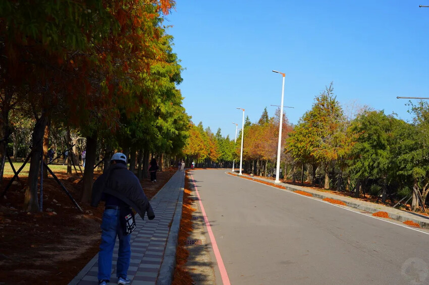 后里落羽松大道,延綿約1公里私房秘境落羽松大道,兩側落羽松免費參觀