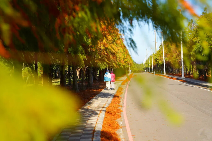 后里落羽松大道,延綿約1公里私房秘境落羽松大道,兩側落羽松免費參觀
