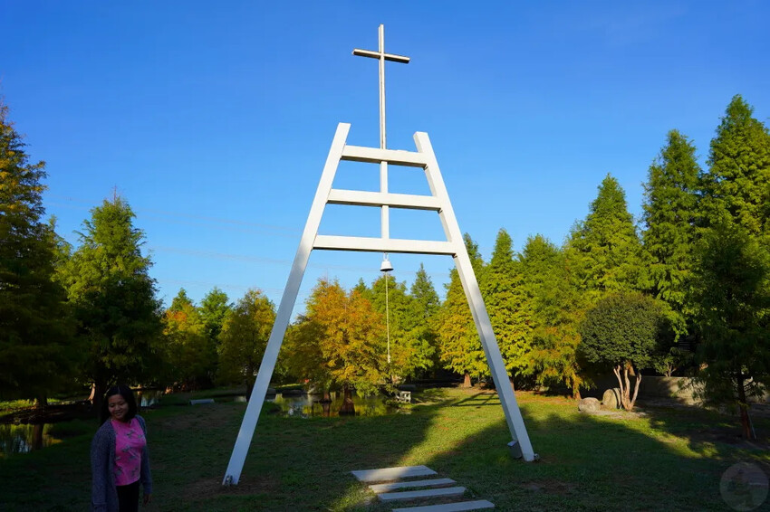 泰安落羽松，羽粼落羽松，又到了落羽松季節囉!