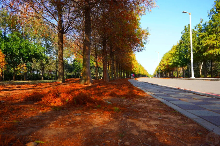 后里落羽松大道,延綿約1公里私房秘境落羽松大道,兩側落羽松免費參觀