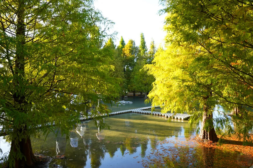 泰安落羽松，羽粼落羽松，又到了落羽松季節囉!