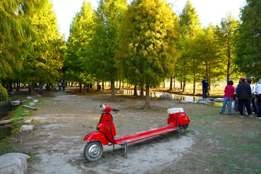 泰安落羽松，羽粼落羽松，又到了落羽松季節囉!