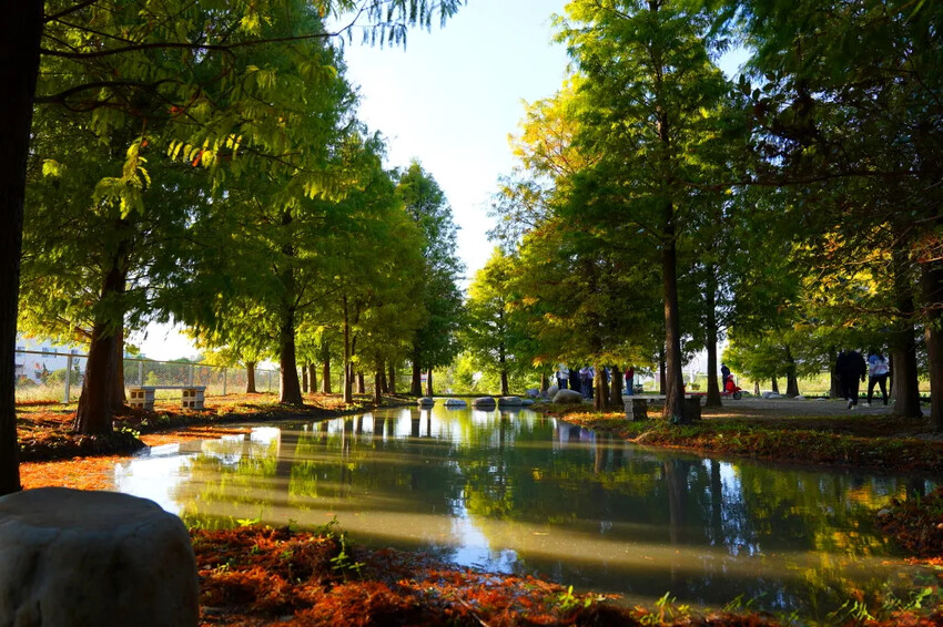 泰安落羽松，羽粼落羽松，又到了落羽松季節囉!