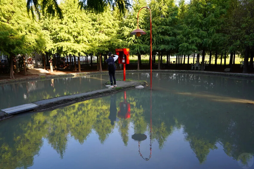 泰安落羽松，羽粼落羽松，又到了落羽松季節囉!