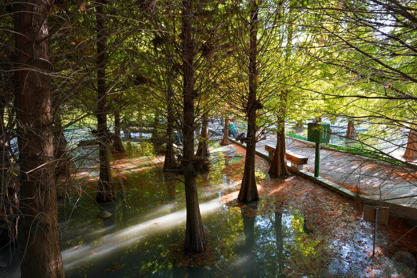 泰安落羽松，羽粼落羽松，又到了落羽松季節囉!