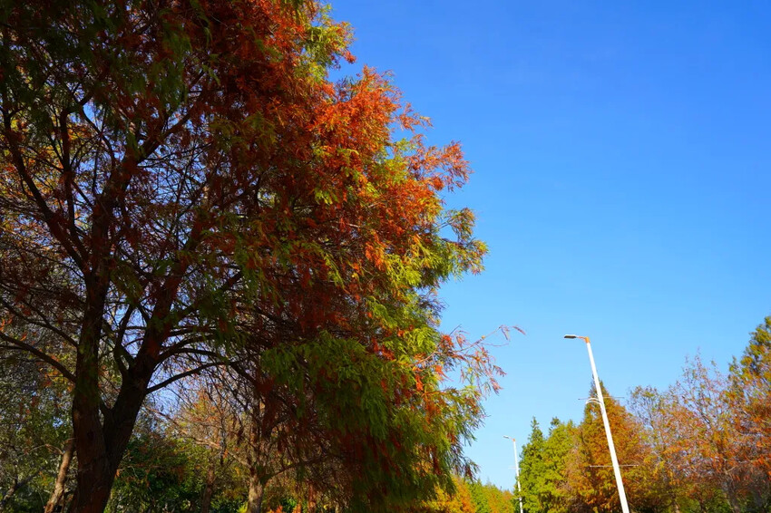 后里落羽松大道,延綿約1公里私房秘境落羽松大道,兩側落羽松免費參觀