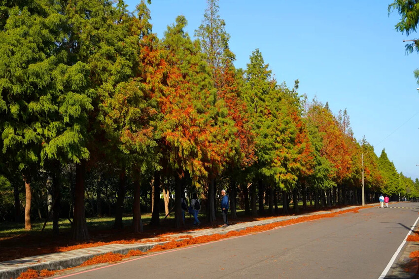 后里落羽松大道,延綿約1公里私房秘境落羽松大道,兩側落羽松免費參觀
