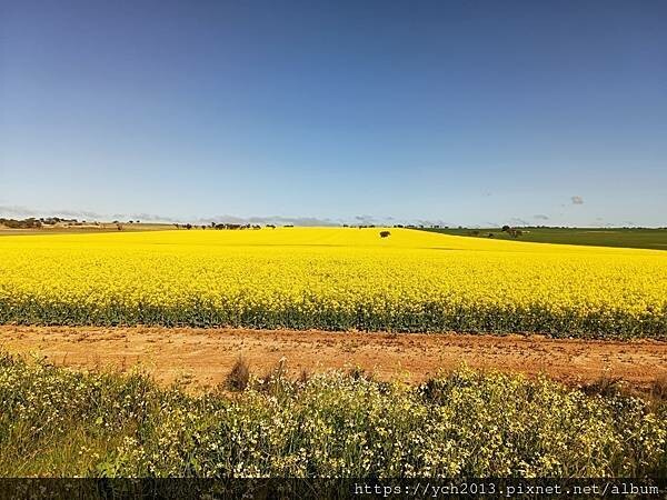 西澳旅遊/伯斯往東/一望無際油菜花田與麥田/休息站巧遇羊駝與
