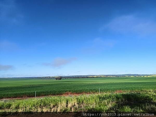 西澳旅遊/伯斯往東/一望無際油菜花田與麥田/休息站巧遇羊駝與