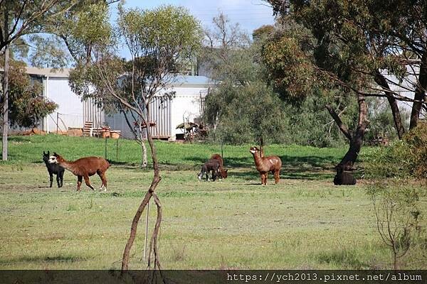 西澳旅遊/伯斯往東/一望無際油菜花田與麥田/休息站巧遇羊駝與