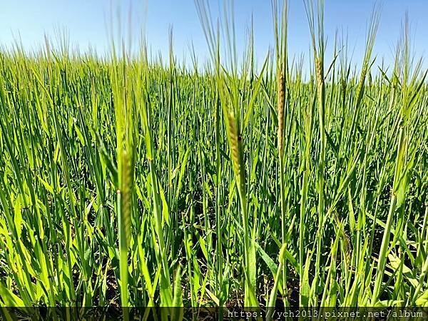 西澳旅遊/伯斯往東/一望無際油菜花田與麥田/休息站巧遇羊駝與