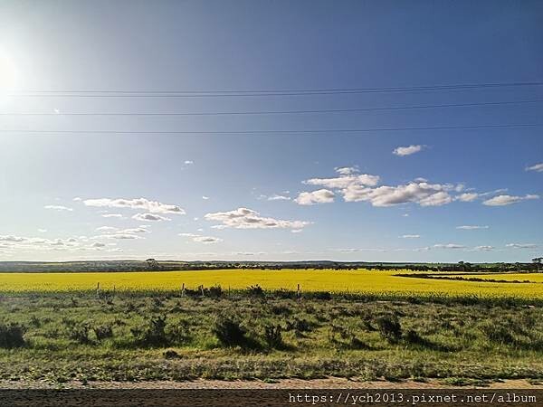 西澳旅遊/伯斯往東/一望無際油菜花田與麥田/休息站巧遇羊駝與