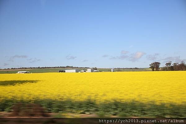 西澳旅遊/伯斯往東/一望無際油菜花田與麥田/休息站巧遇羊駝與