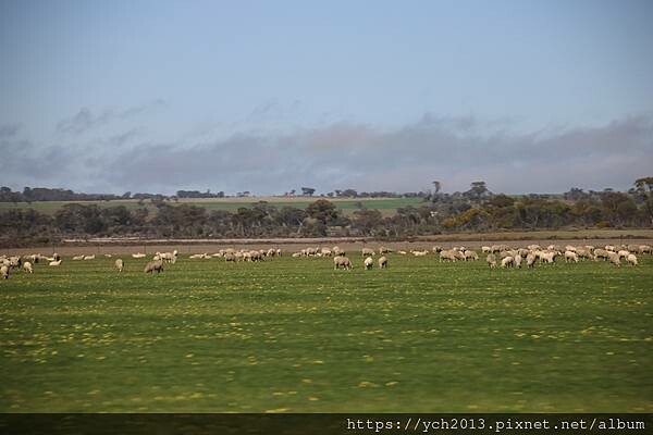 西澳旅遊/伯斯往東/一望無際油菜花田與麥田/休息站巧遇羊駝與