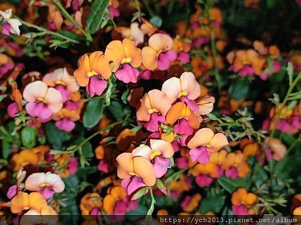 西澳柏斯天鵝河畔伊莉莎白碼頭 西澳柏斯天鵝河畔伊莉莎白碼頭