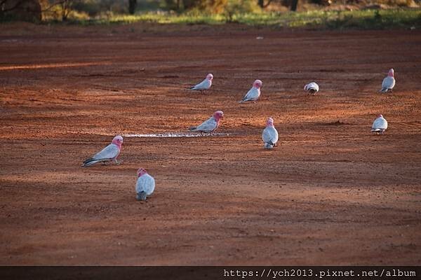 西澳旅遊/伯斯往東/一望無際油菜花田與麥田/休息站巧遇羊駝與
