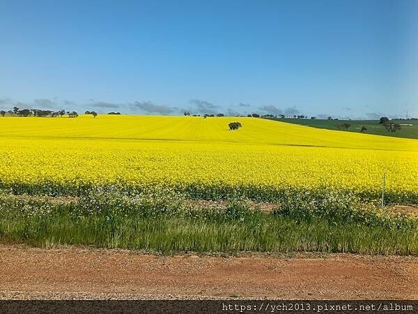 西澳旅遊/伯斯往東/一望無際油菜花田與麥田/休息站巧遇羊駝與