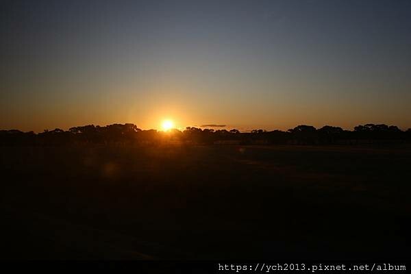 西澳旅遊/伯斯往東/一望無際油菜花田與麥田/休息站巧遇羊駝與