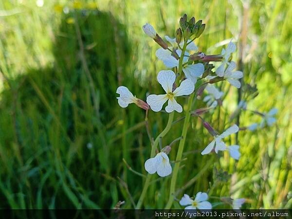 西澳旅遊/伯斯往東/一望無際油菜花田與麥田/休息站巧遇羊駝與