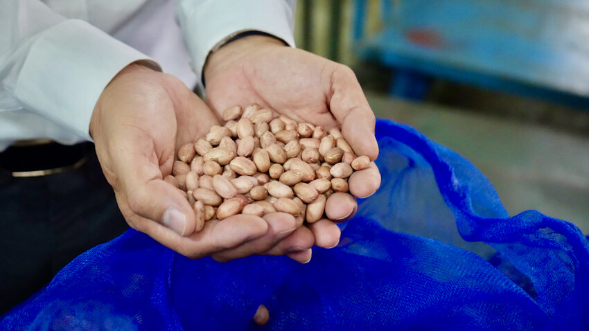 雲林花生季這樣玩！雲林好吃好玩購物行程推薦～元長／虎尾／北港一次玩透透！