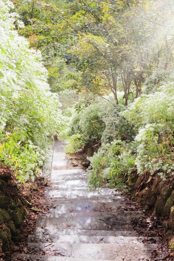 2023沐心泉黃金楓白雪木花季開跑|白雪花陸續滿開|配上超美黃金楓|搭上繡球花尾聲|年末限定美景盡收眼底! - 萍姐愛分享