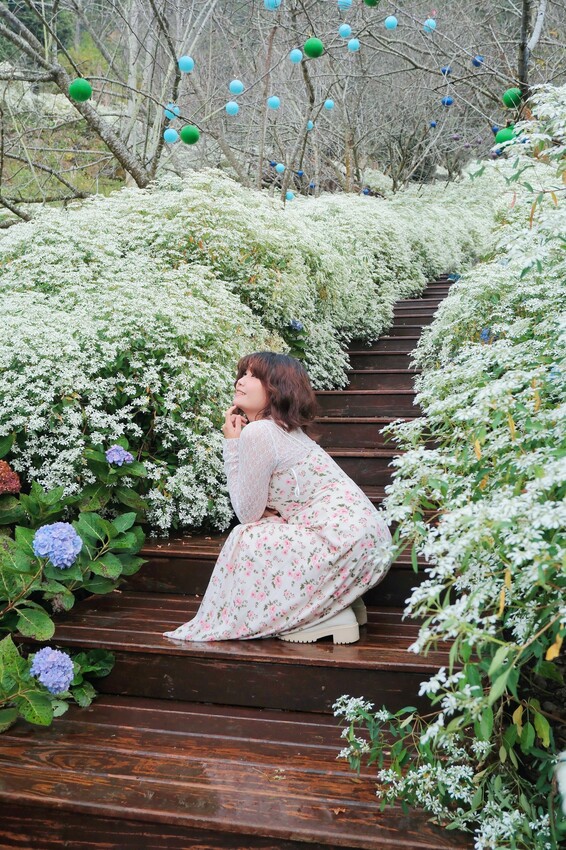 2023沐心泉黃金楓白雪木花季開跑|白雪花陸續滿開|配上超美黃金楓|搭上繡球花尾聲|年末限定美景盡收眼底! - 萍姐愛分享