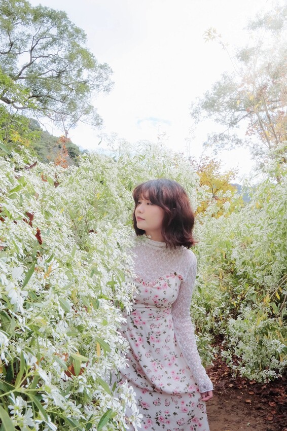 2023沐心泉黃金楓白雪木花季開跑|白雪花陸續滿開|配上超美黃金楓|搭上繡球花尾聲|年末限定美景盡收眼底! - 萍姐愛分享